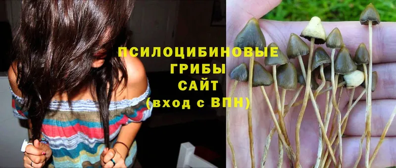 где можно купить   blacksprut вход  Псилоцибиновые грибы Psilocybine cubensis  Благовещенск 